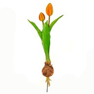Tulip With Bulb Orange 40Cm