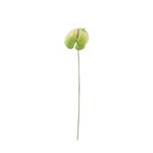 Essential Anthurium - White/Green
