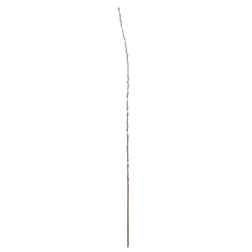 Single Salix - 182cm