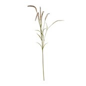 Setaria Grass Spray Cream - 105cm