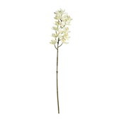 Cymbidium Spray Cream - 80cm