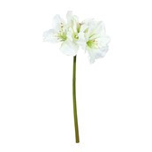 Hippeastrum Spray Cream X 3 - 83cm