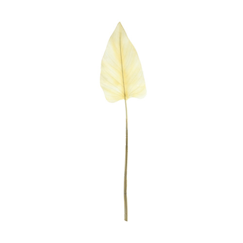 Essential Dry Look Bleached Cala Leaf