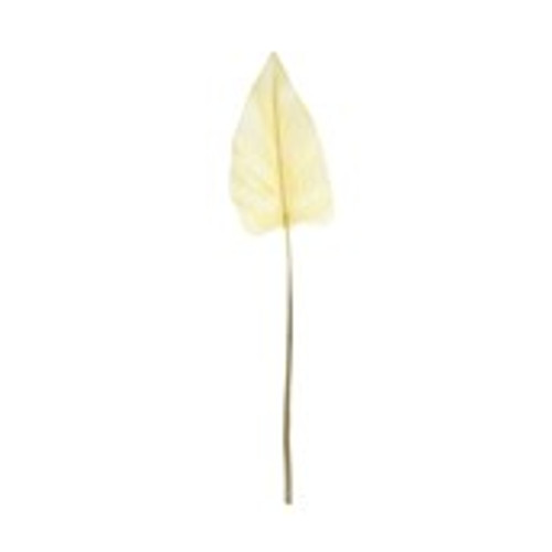 Essential Dry Look Bleached Cala Leaf