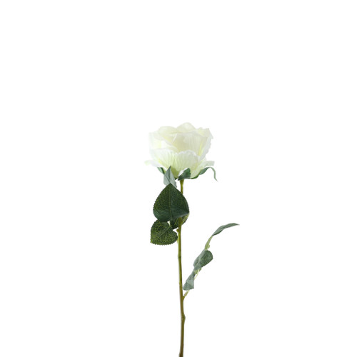 Essential Garden Rose - Ivory 