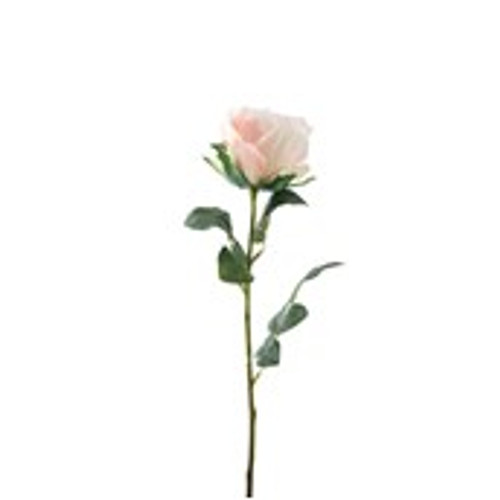 Essential Garden Rose - Pale Pink