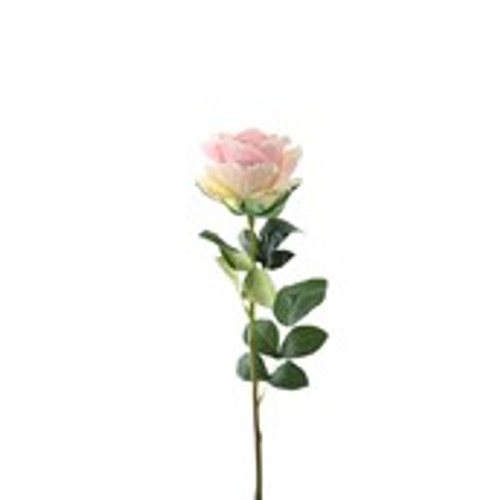 Essential Garden Rose - Tonal Soft Pink