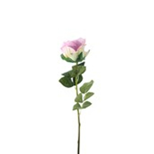 Essential Garden Rose -  Tonal Lilac