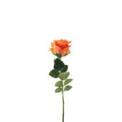Essential Garden Rose - Tonal Orange