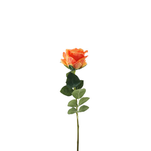 Essential Garden Rose - Tonal Orange
