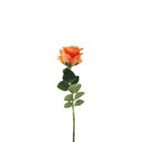 Essential Garden Rose - Tonal Orange