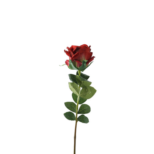 Essential Garden Rose - Russet