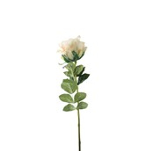 Essential Garden Rose - Nude