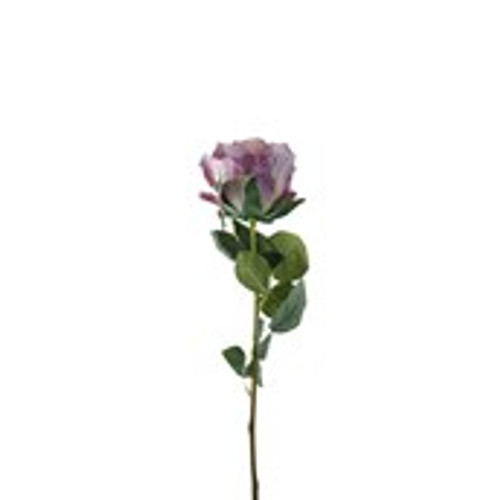 Essential Garden Rose - Vintage  Lilac