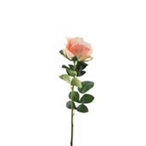 Essential Garden Rose - Peach