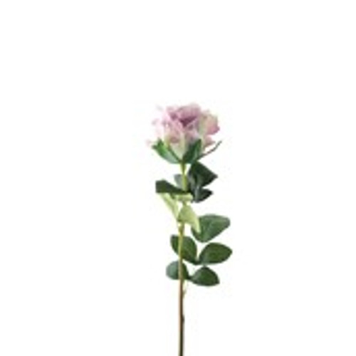 Essential Garden Rose - Pale Lilac
