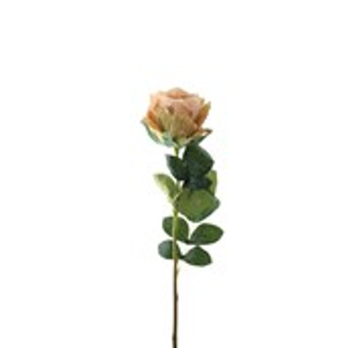 Essential Garden Rose - Vintage Nude