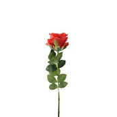 Essential Garden Rose - Red