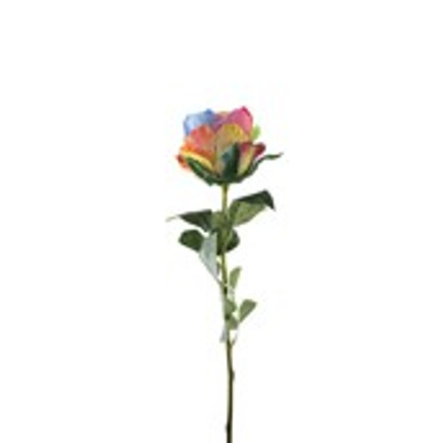Essential Garden Rose - Rainbow