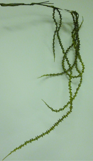 Thistle Vine Green/Yellow