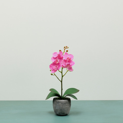 Medium Phalaenopsis Orchid-Pink in Concrete Pot-1 stem H35cm(1/24)