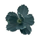 Magnolia in Velvet with Glitter edge Teal D23cm