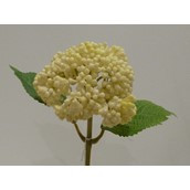 Berry Spray Cream