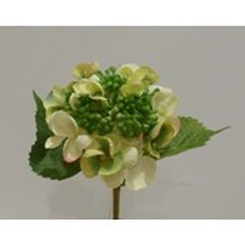 Hydrangea/Berry Green