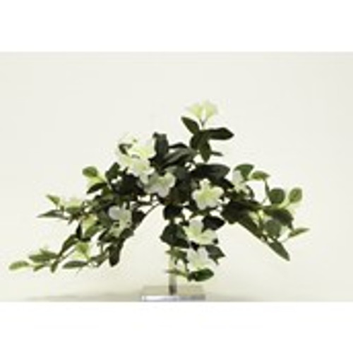 Rhododendron Hanging Bush