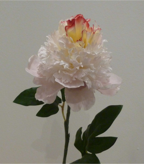 Hybrid Peony Baby Pink