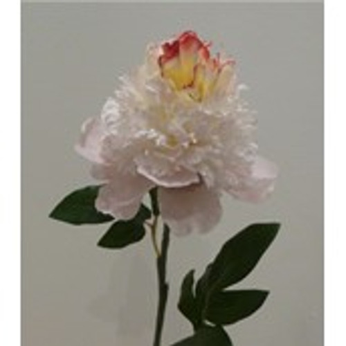 Hybrid Peony Baby Pink