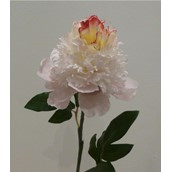 Hybrid Peony Baby Pink