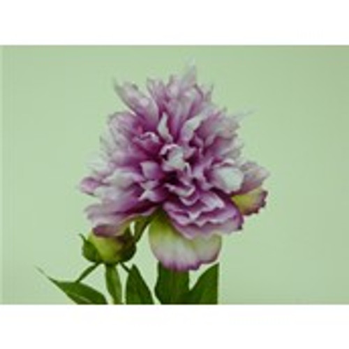 Peony Spray Mauve