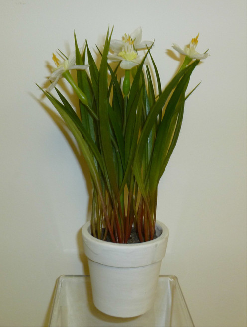 Daffodil Pot Cream
