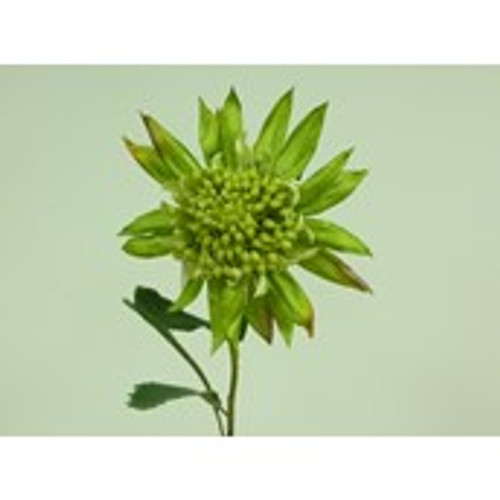 27" King Protea Green