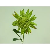 27" King Protea Green