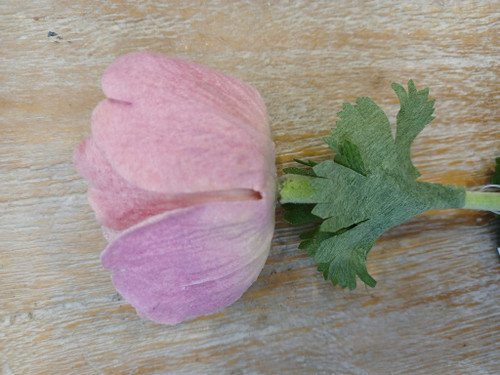 Velvet Anemone Pink