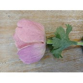 Velvet Anemone Pink