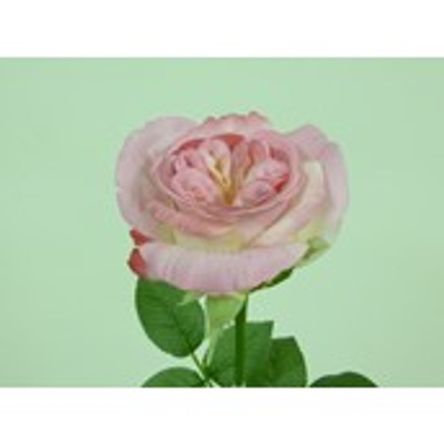 26.5" Jeanne Rose W/Leaves Pink