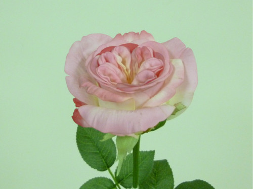 26.5" Jeanne Rose W/Leaves Pink