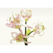 Basket Flower Pink