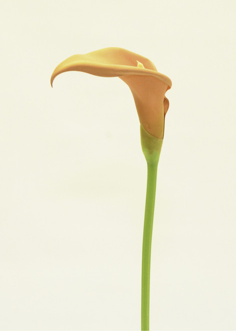 Lge Cala Lily Peach