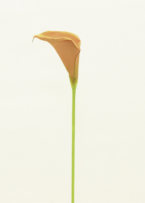 Sm Cala Lily Peach