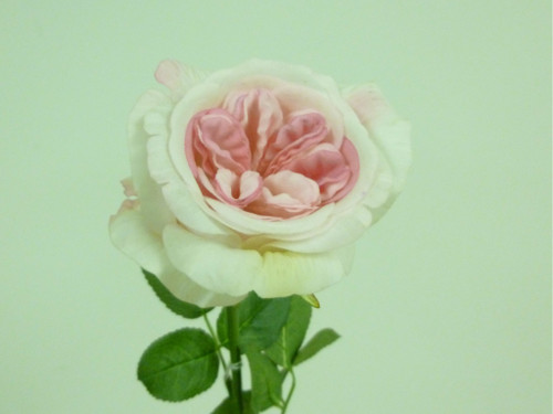 26.5" Jeanne Rose W/Leaves Lt Pink