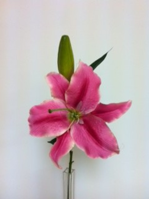 Pink Casablanca Lily