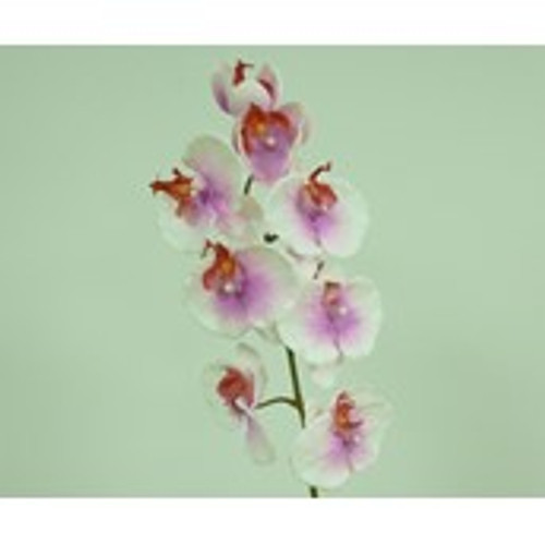 29.5" Phalaenopsis Pink/Cream
