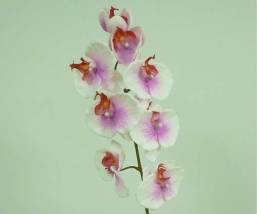 29.5" Phalaenopsis Pink/Cream