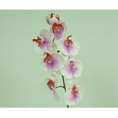 29.5" Phalaenopsis Pink/Cream