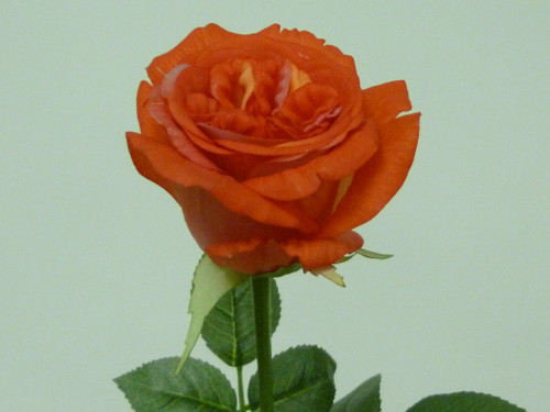 26.5" Jeanne Rose W/Leaves Salmon