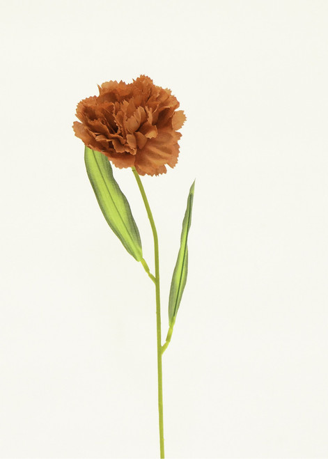 Carnation Terracotta